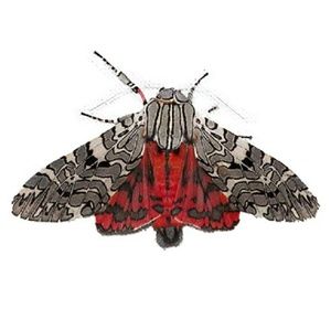 Meet your Posher, Mia